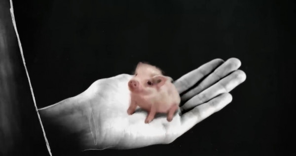 Письмо свинье. Letter to a Pig (Miyu Productions, The Hive Studio, 2022) (с английскими субтитрами).mp4_snapshot_14.38_[2024.12.08_17.20.32].jpg