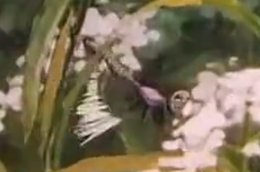 65.png