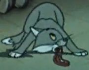 Cat_28.jpg