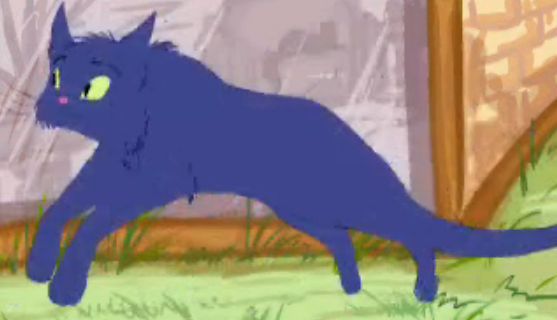 Cat_40.jpg