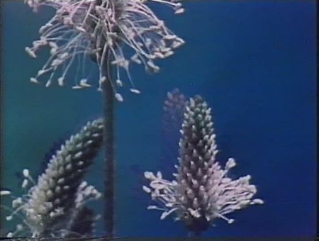 Кадр из мультфильма "Песни весны"
